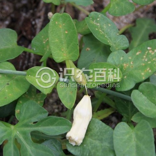 柑橘黄叶症状示例1