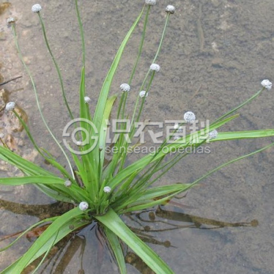 华南谷精草