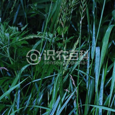 偃麦草
