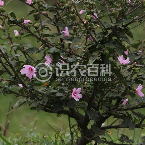 柑橘黄叶症状示例1