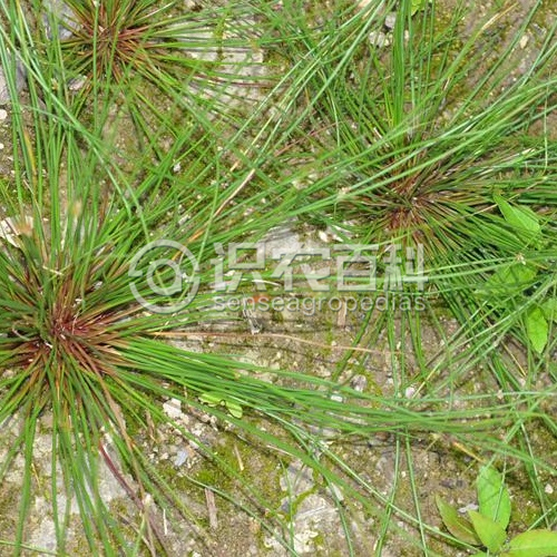 柑橘黄叶症状示例1