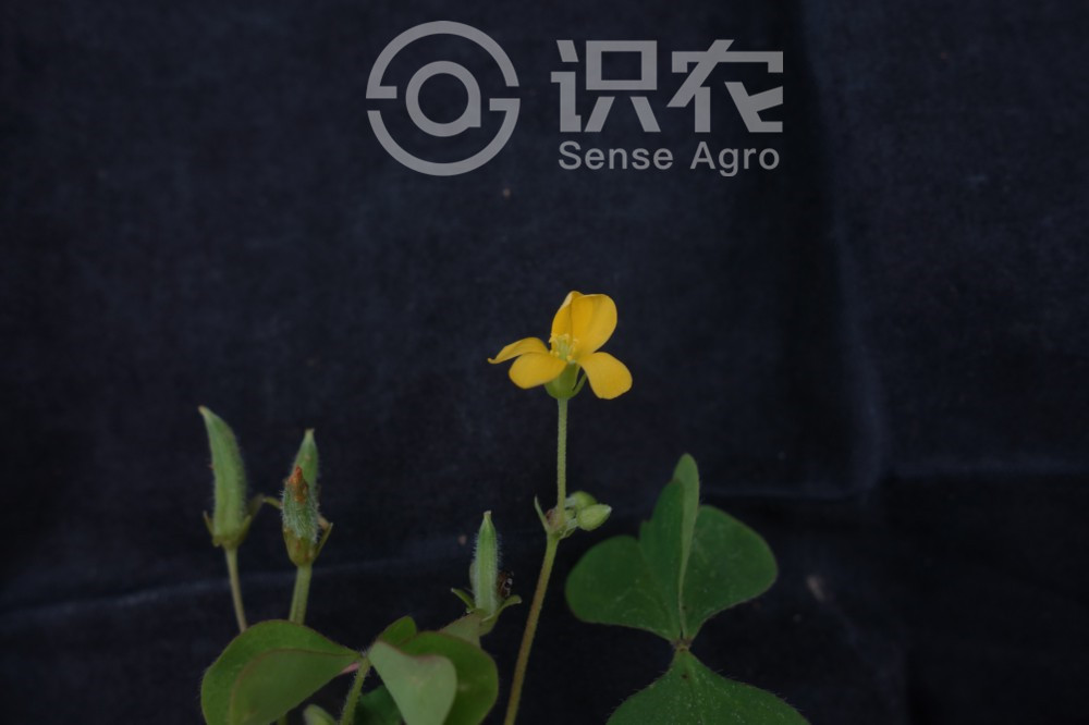 柑橘黄叶症状示例3