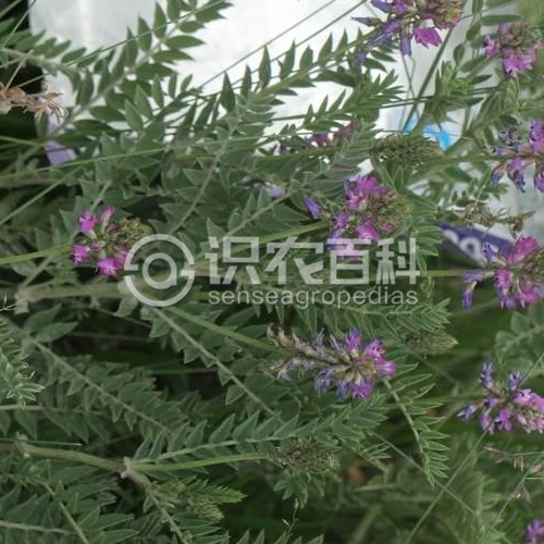 柑橘黄叶症状示例1