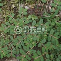 柑橘黄叶症状示例0