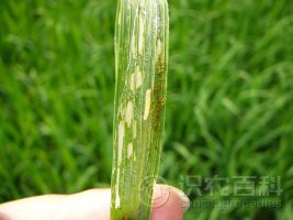 柑橘黄叶症状示例0