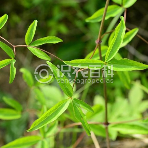 柑橘黄叶症状示例1