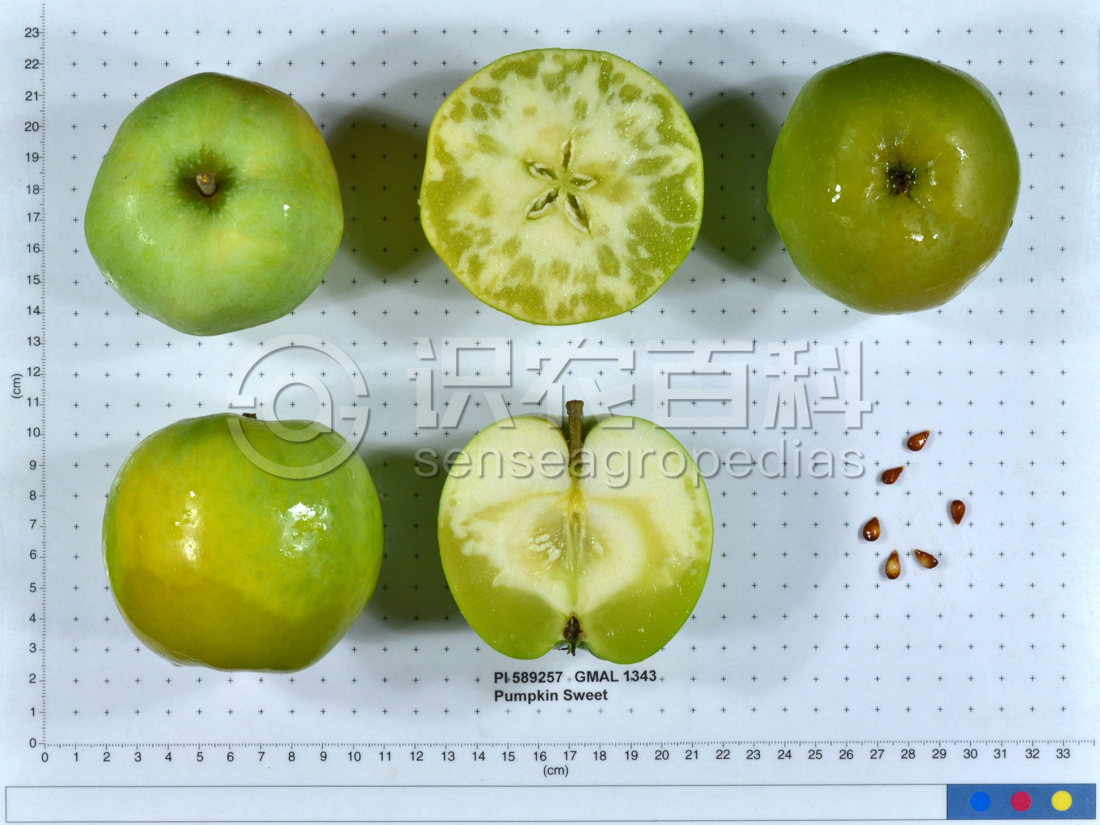 柑橘黄叶症状示例1