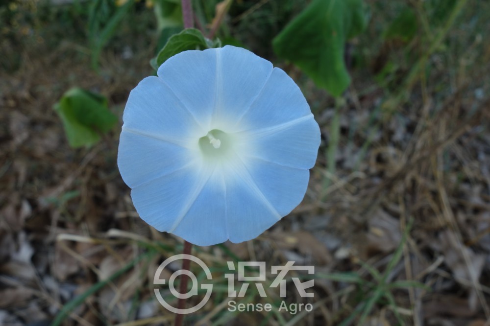 柑橘黄叶症状示例3