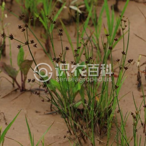 柑橘黄叶症状示例2