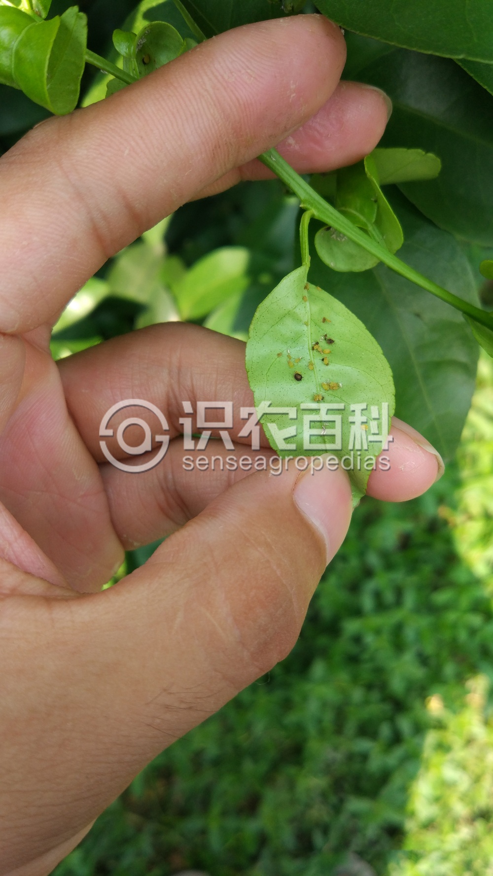 柑橘黄叶症状示例3