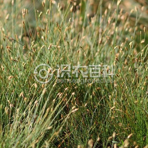 柑橘黄叶症状示例1