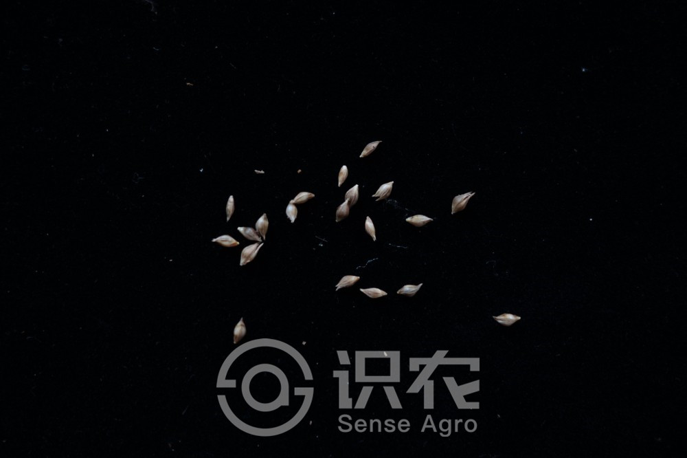 柑橘黄叶症状示例5