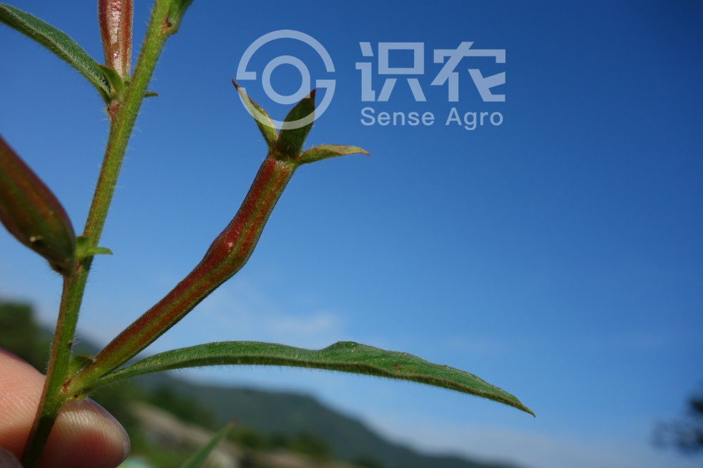 柑橘黄叶症状示例3