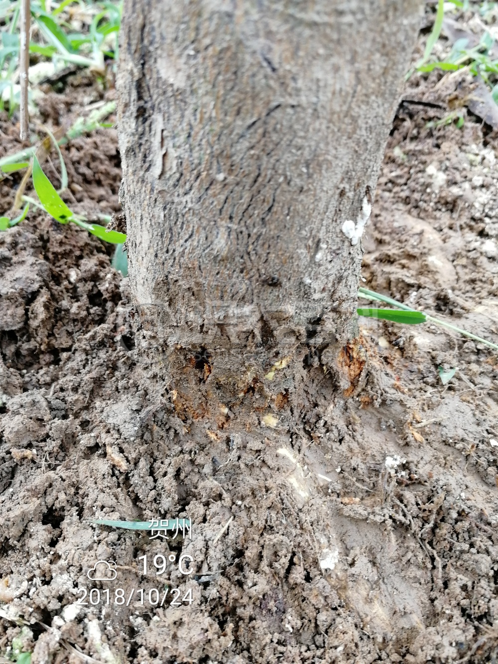 柑橘黄叶症状示例2