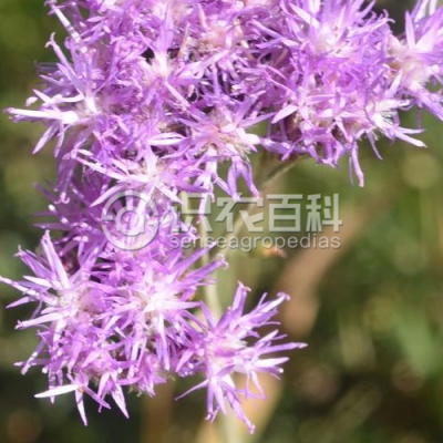 盐地风毛菊