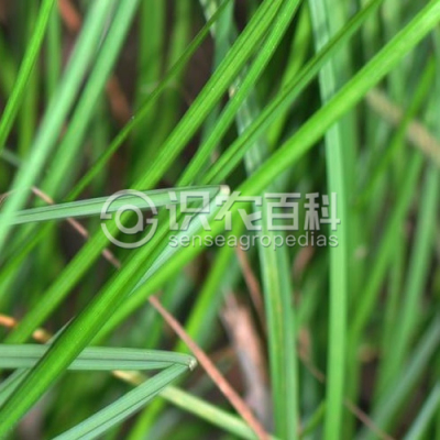 唐进薹草