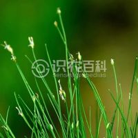 柑橘黄叶症状示例0