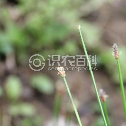柑橘黄叶症状示例1
