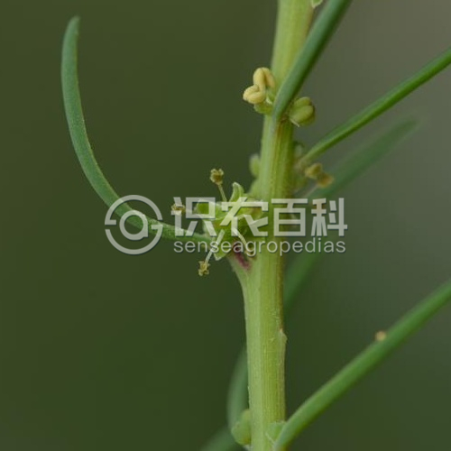 柑橘黄叶症状示例4