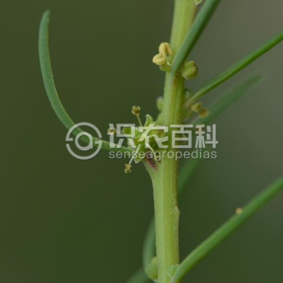 盐地碱蓬