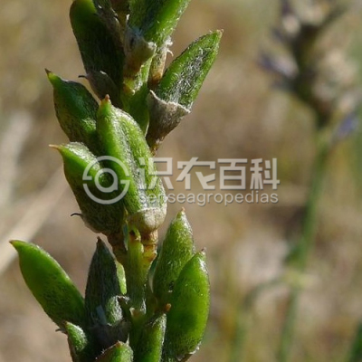 斜茎黄耆