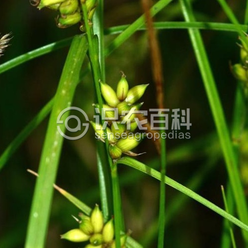 柑橘黄叶症状示例2