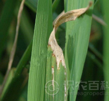 柑橘黄叶症状示例0