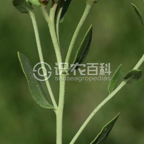 柑橘黄叶症状示例3