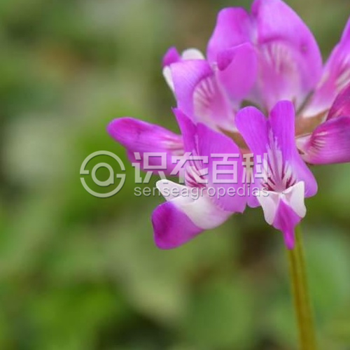 柑橘黄叶症状示例1