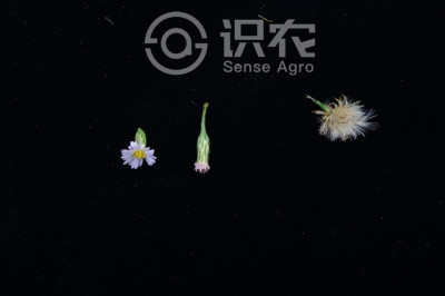 钻叶紫菀