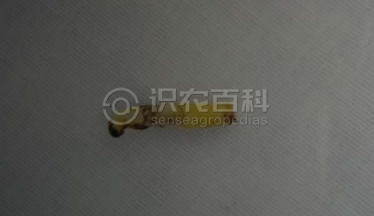 蜡彩蓑蛾