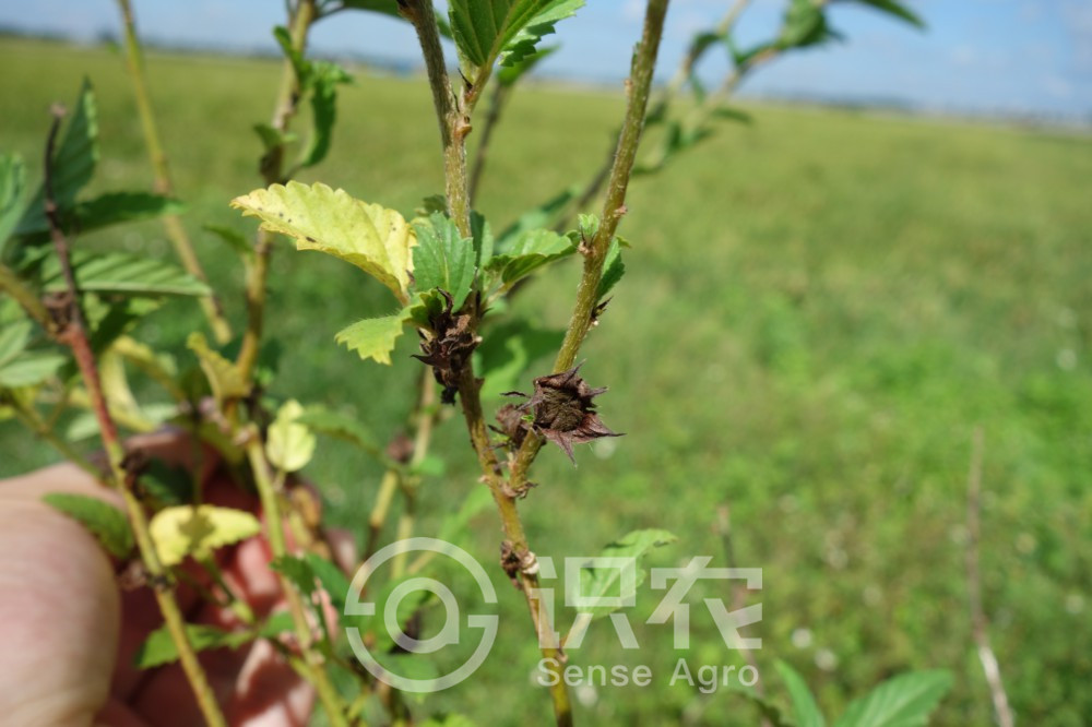 柑橘黄叶症状示例4