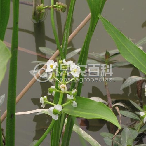 柑橘黄叶症状示例2