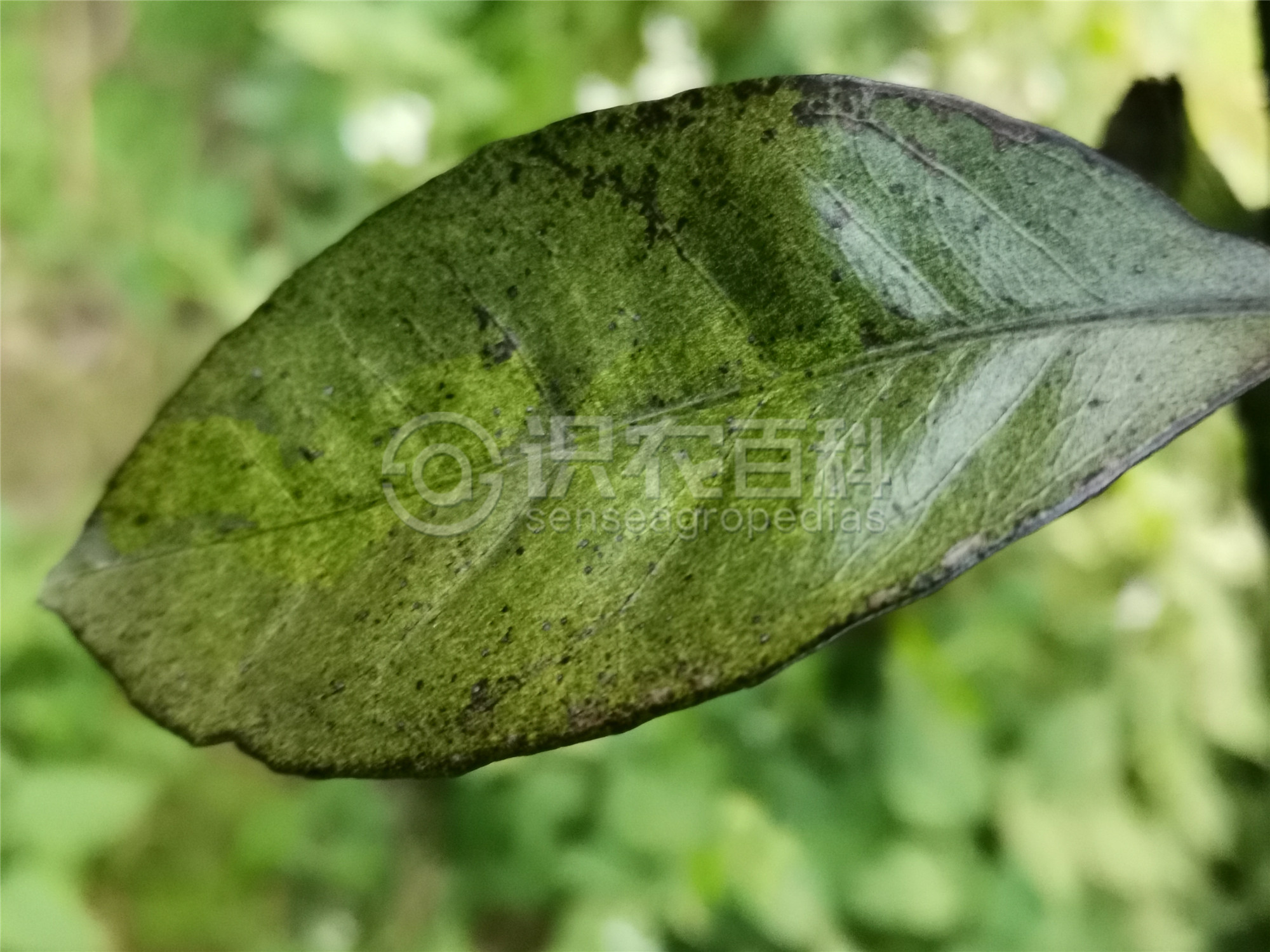 柑橘黄叶症状示例3