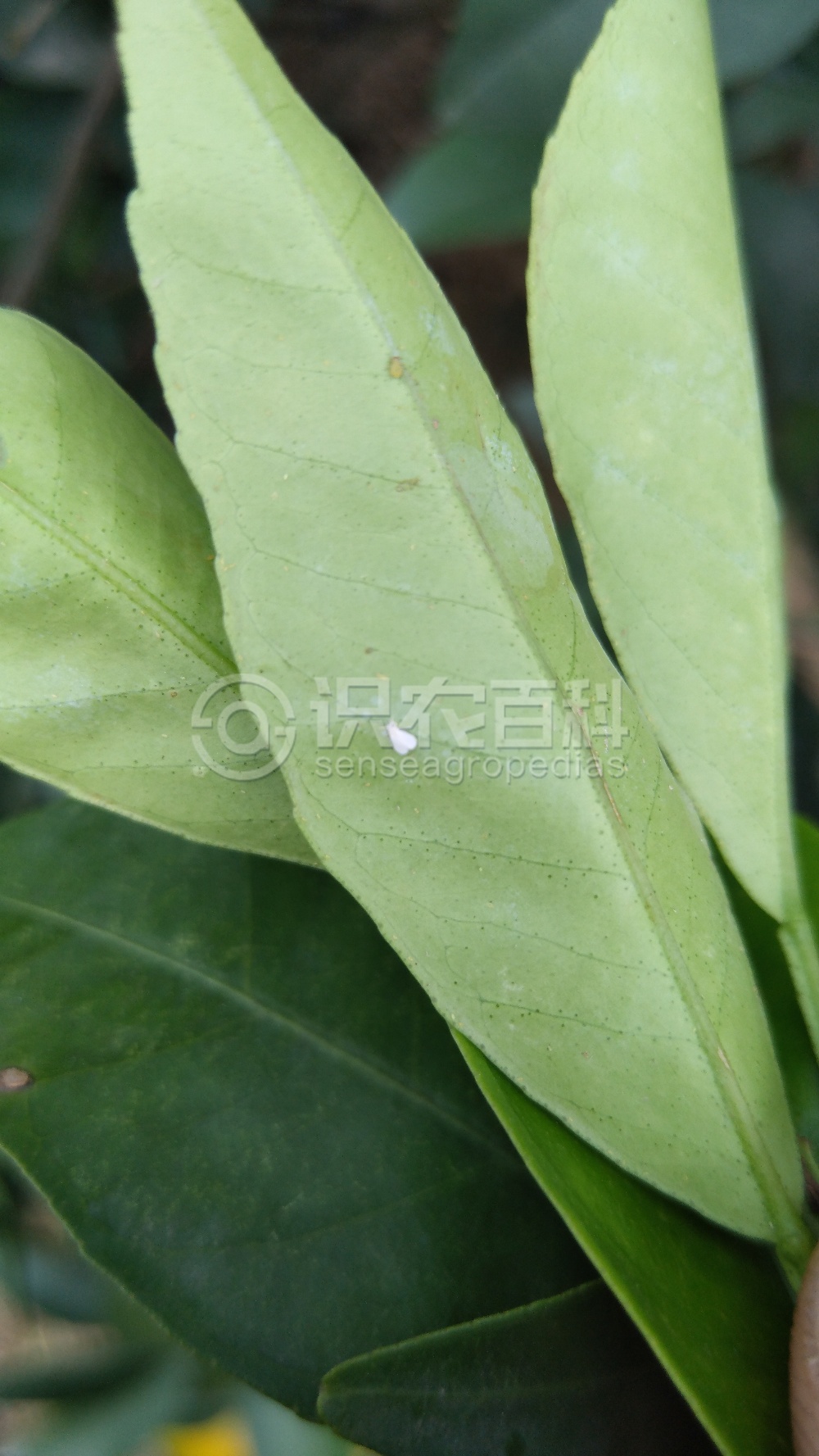 柑橘黄叶症状示例4