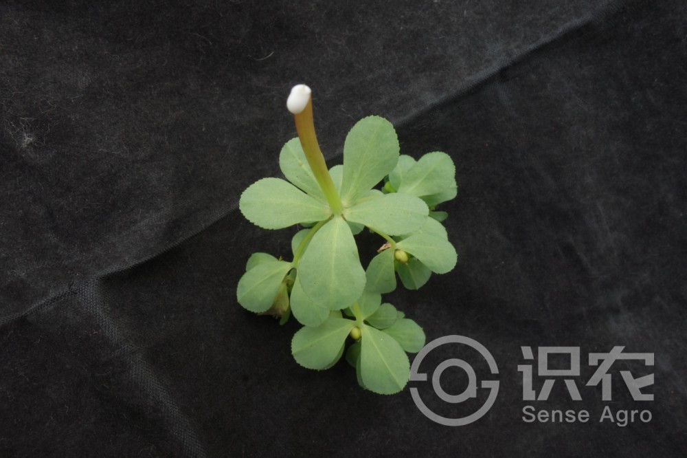 柑橘黄叶症状示例5