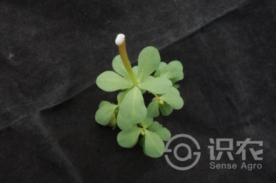 泽漆