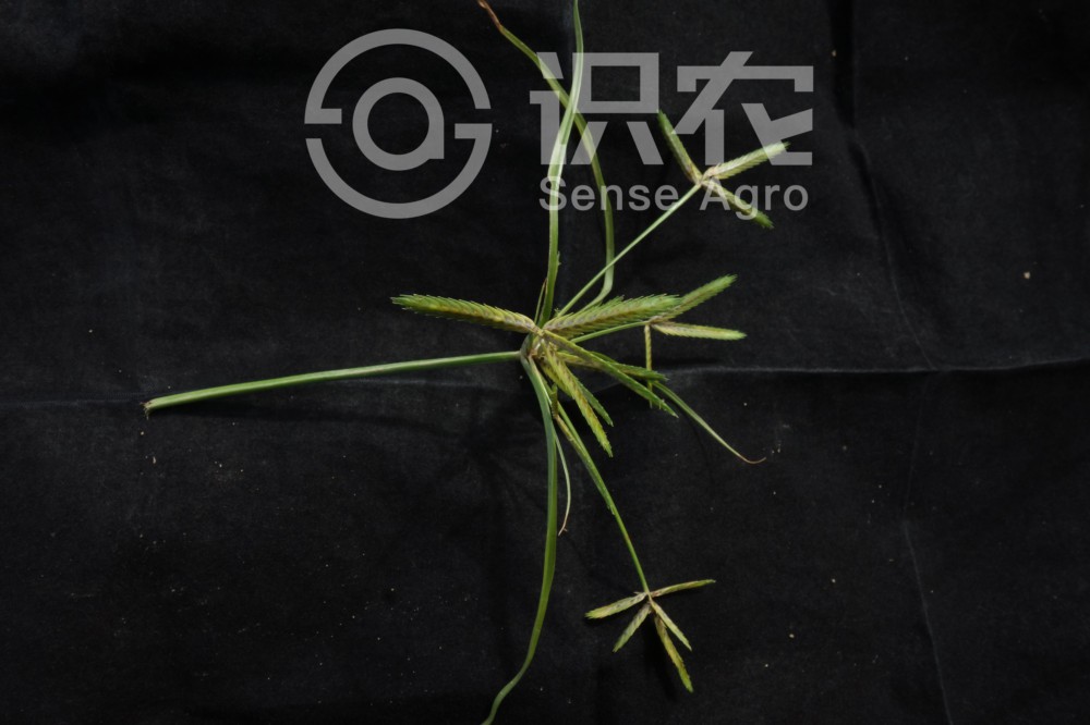 柑橘黄叶症状示例2