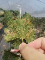 柑橘黄叶症状示例0