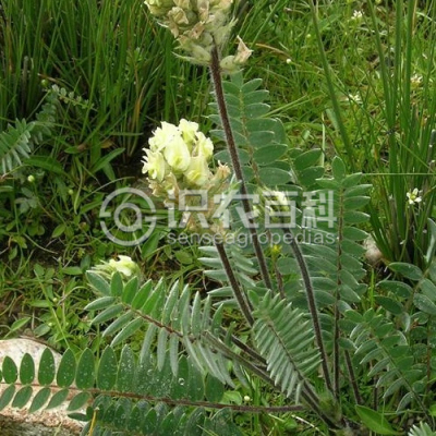 黄花棘豆