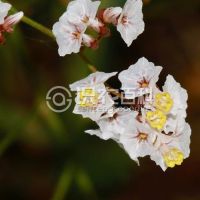 柑橘黄叶症状示例0