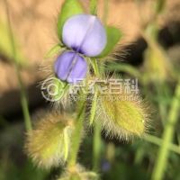 柑橘黄叶症状示例0