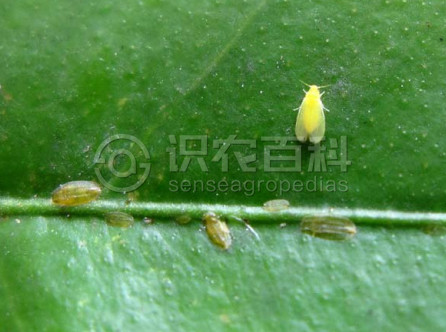 柑橘黄叶症状示例1