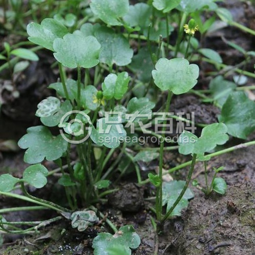 柑橘黄叶症状示例2