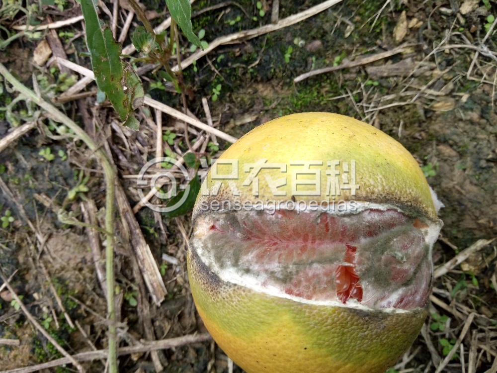 柑橘黄叶症状示例2
