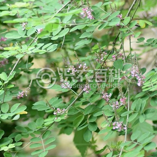 柑橘黄叶症状示例1