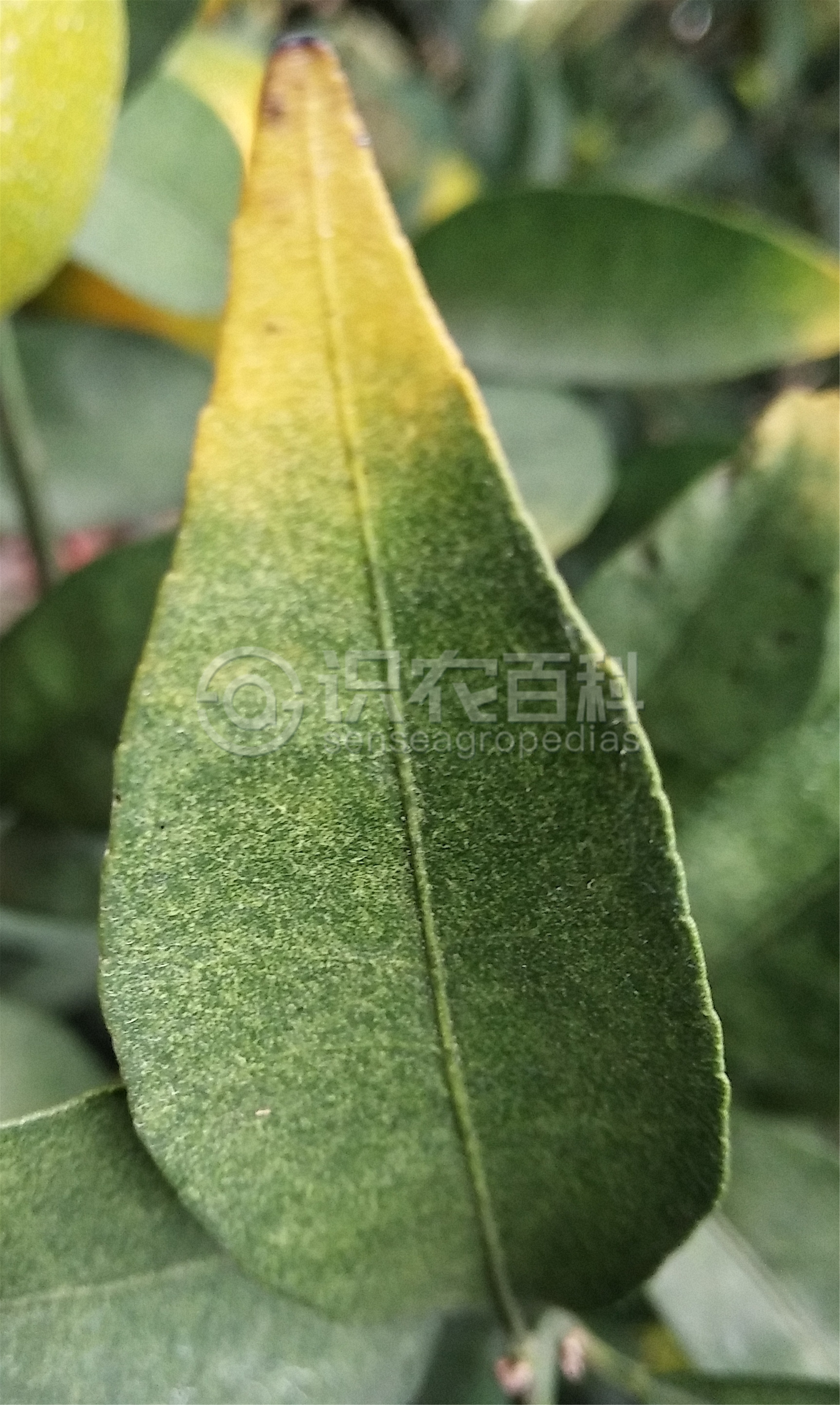 柑橘黄叶症状示例3