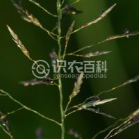柑橘黄叶症状示例0
