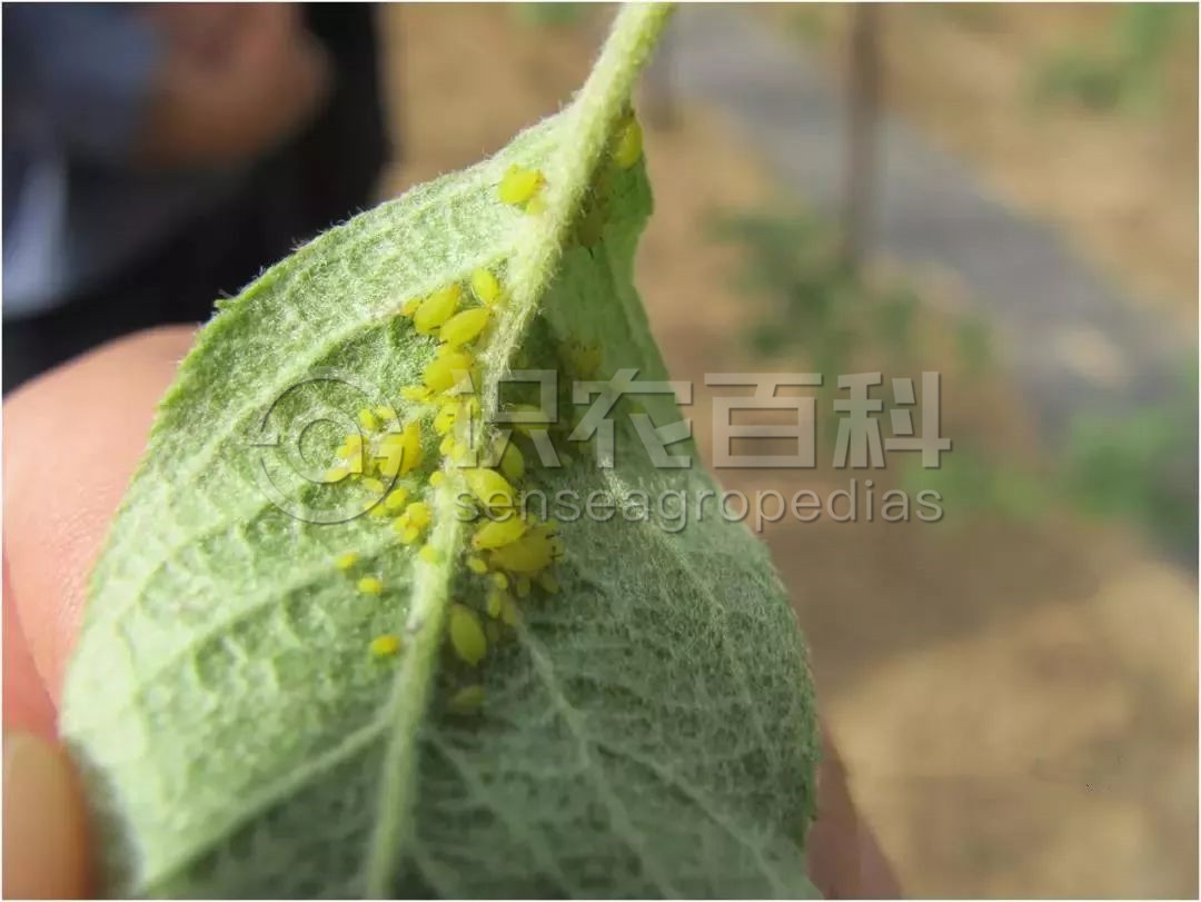 柑橘黄叶症状示例1
