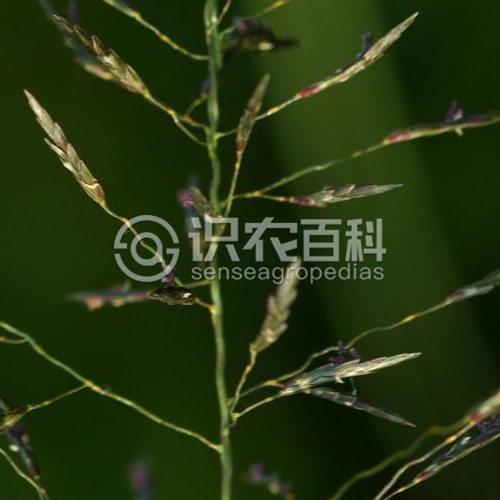 柑橘黄叶症状示例1
